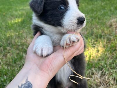 Border Collie – chloe
