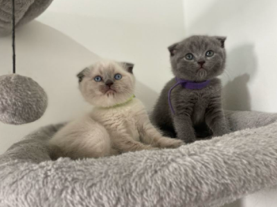 British Shorthair – Merrylands West