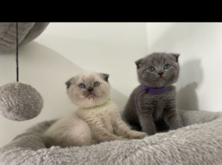 British Shorthair – Merrylands West