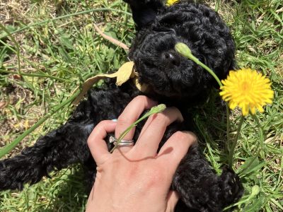 Poodle Mini – Wei Wei