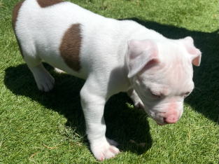 American Staffordshire Bull Terrier – Ascot