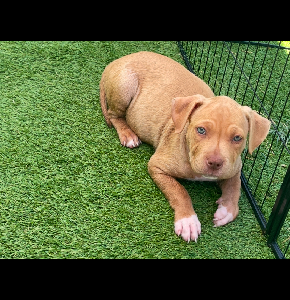 American Staffordshire Bull Terrier – Belmont