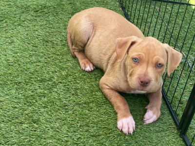American Staffordshire Bull Terrier – Belmont