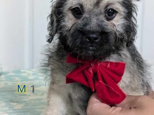 Other Dogs – Fairfield