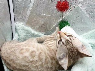 Bengal – South Morang