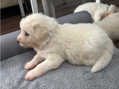 Maremma Sheepdog – Irina