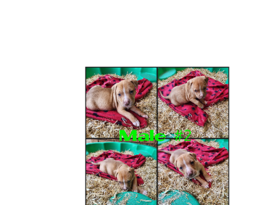 American Staffordshire Bull Terrier – Aberdeen