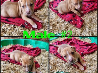 American Staffordshire Bull Terrier – Aberdeen