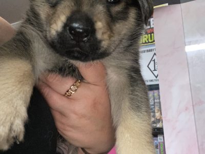 Rottweiler – Rockingham