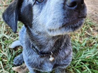 Australian Cattle Dog – Warwick