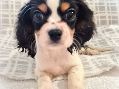 Pugalier – Woolgoolga