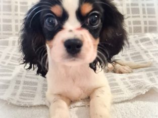 Pugalier – Woolgoolga