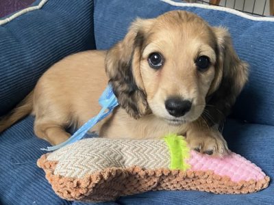 Dachshund – Richmond