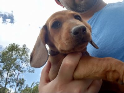 Dachshund – Brookwater