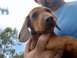 Dachshund – Brookwater