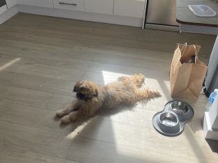 Pomeranian – Emily Wolf