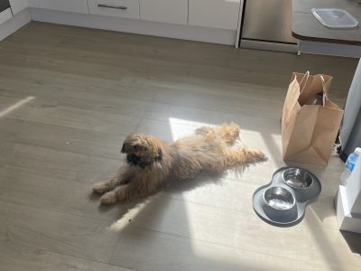 Pomeranian – Emily Wolf