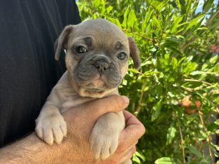 French Bulldog – Wagga Wagga