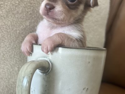 Chihuahua – Valentine