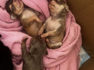 Chihuahua – Valentine