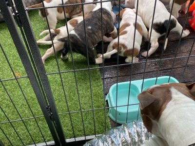 American Bulldog – Park Ridge