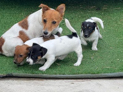 Jack Russell – Saint Albans