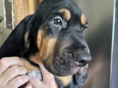 Bloodhound – Lawnton