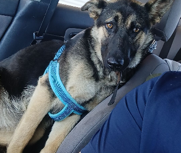 German Shepherd – Currajong