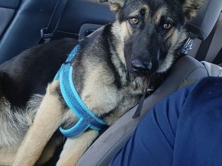 German Shepherd – Currajong