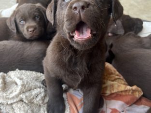 Labrador Retriever – Clarence