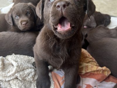 Labrador Retriever – Clarence