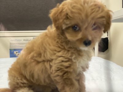 Toy Poodle – Wamberal