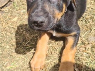 Australian Cattle Dog – Portland