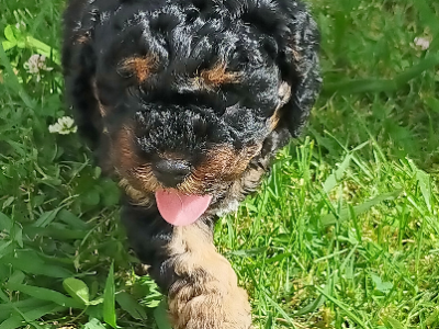 Cavoodle – Cranbourne