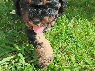 Cavoodle – Cranbourne