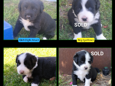 Border Collie – Mundijong