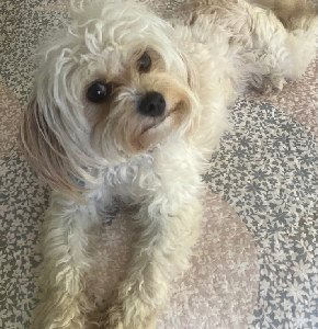 Cavoodle – Lilyfield