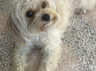 Cavoodle – Lilyfield