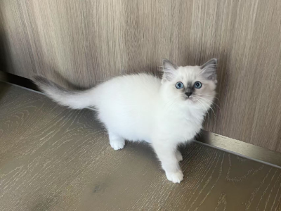 Ragdoll – GinGili Ragdoll