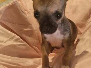 Chihuahua – Dawesville