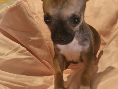 Chihuahua – Dawesville