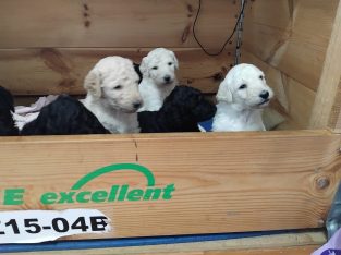 Poodle Standard – Rita Daher