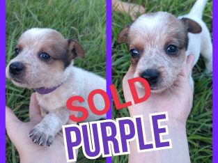 Dogs – Chambers Flat