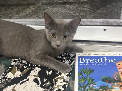 Russian Blue – Brassall