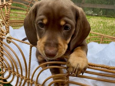 Dachshund – Duns Creek