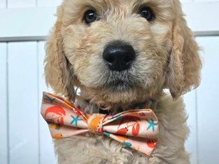 Groodle – Riverton