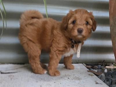 Bordoodle – Coffs Harbour