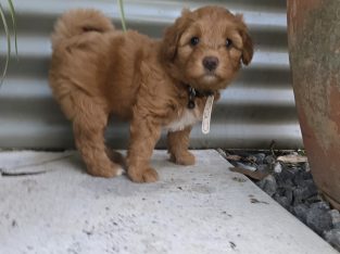 Bordoodle – Coffs Harbour