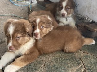 Australian Shepherd – Ipswich