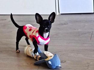 Chihuahua – Wentworth Point